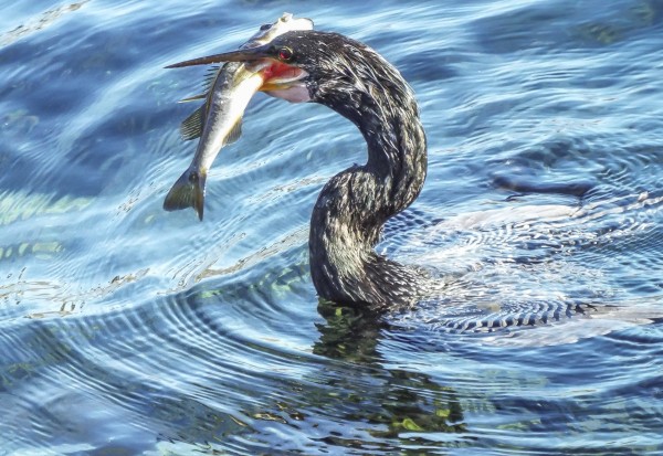 The Early Bird Catches the Fish by Melody Rossi